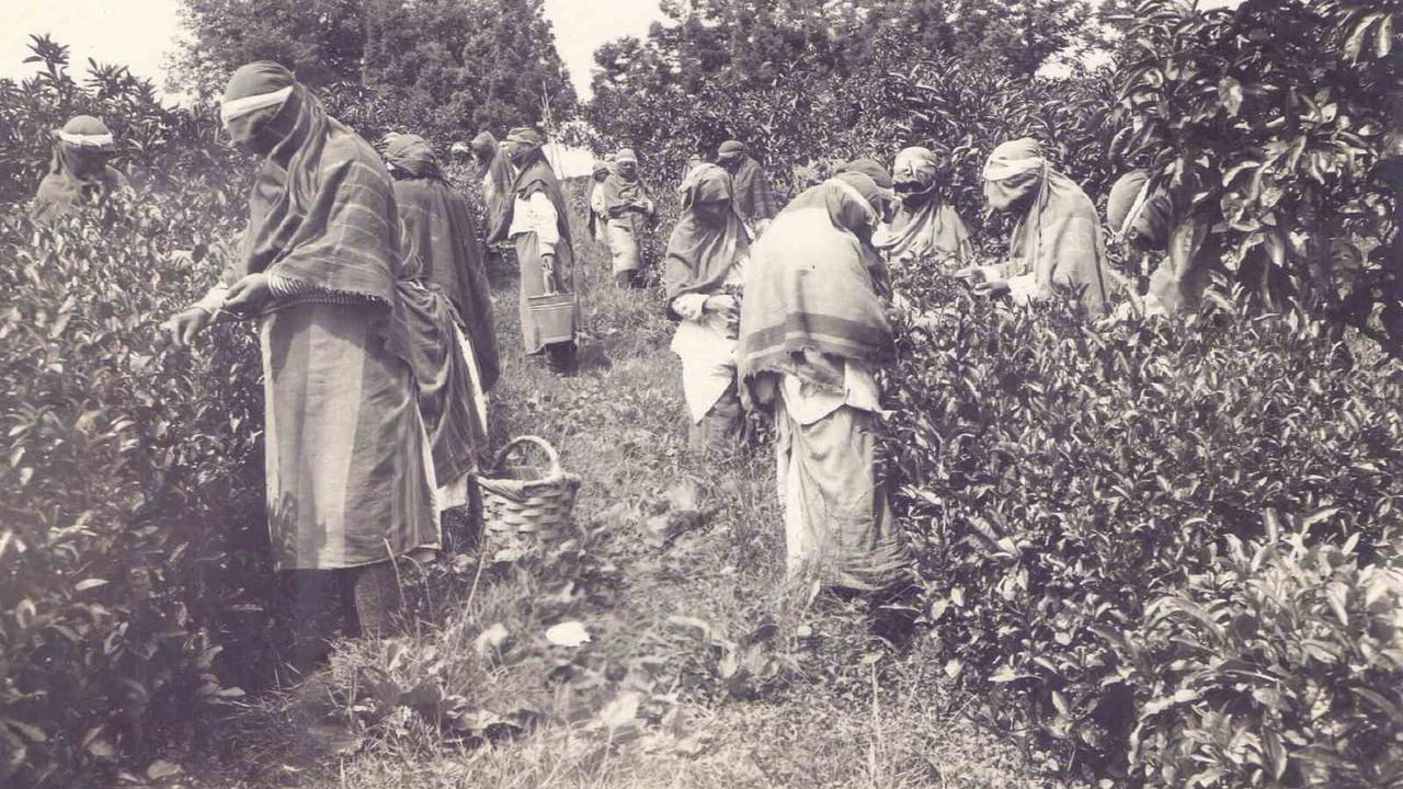 Arşiv Buluntusu Türk Çayı Tarihini Geriye Çekti: Rize'de Rauf Başar'ın Belgeleri