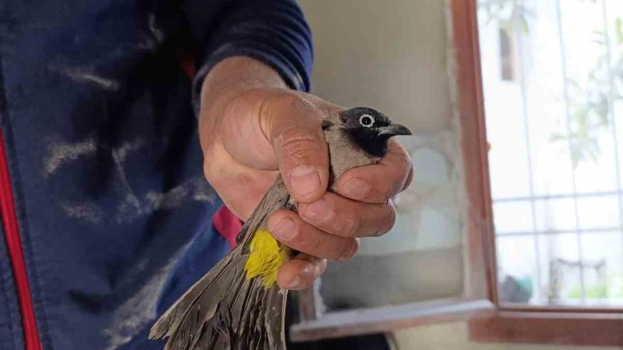 Arsuz'da itfaiye iş yerinin bacasına sıkışan kuşu kurtardı