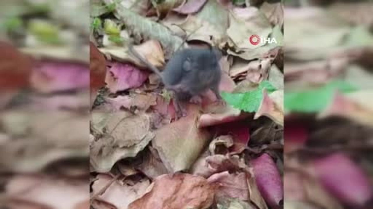 Artvin'de Fareyle Diyalog: Hülya Dokur Fareye Trabzon Hurması Yedirdi