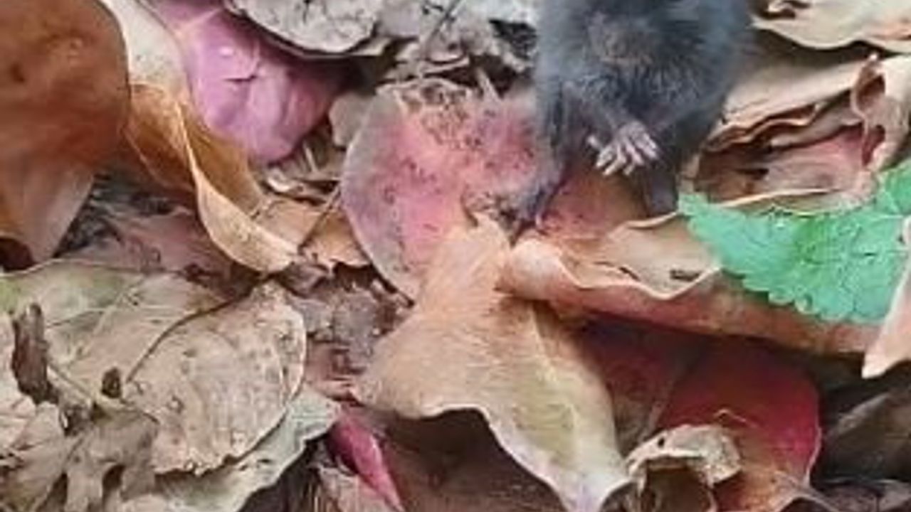 Artvin'de Kadın Tarla Faresine Trabzon Hurması Yedirdi