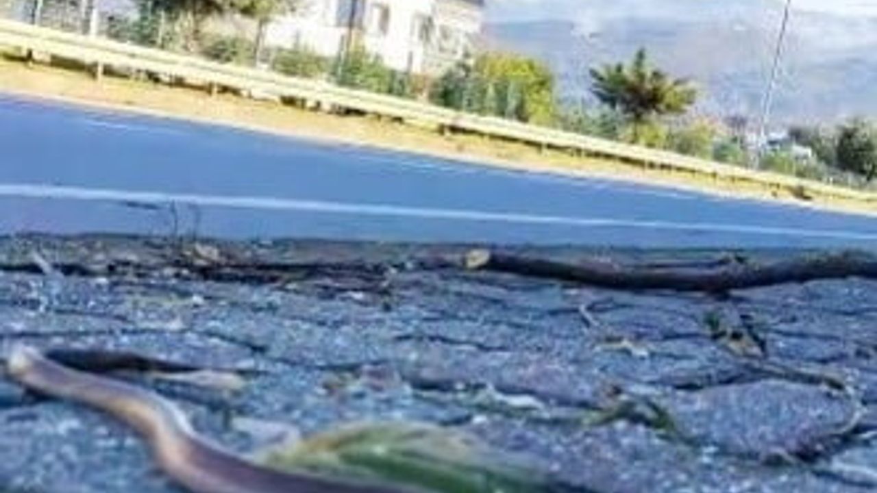 Artvin’in Ardından Trabzon’da da Yılanlar Kış Uykusuna Yatmadı