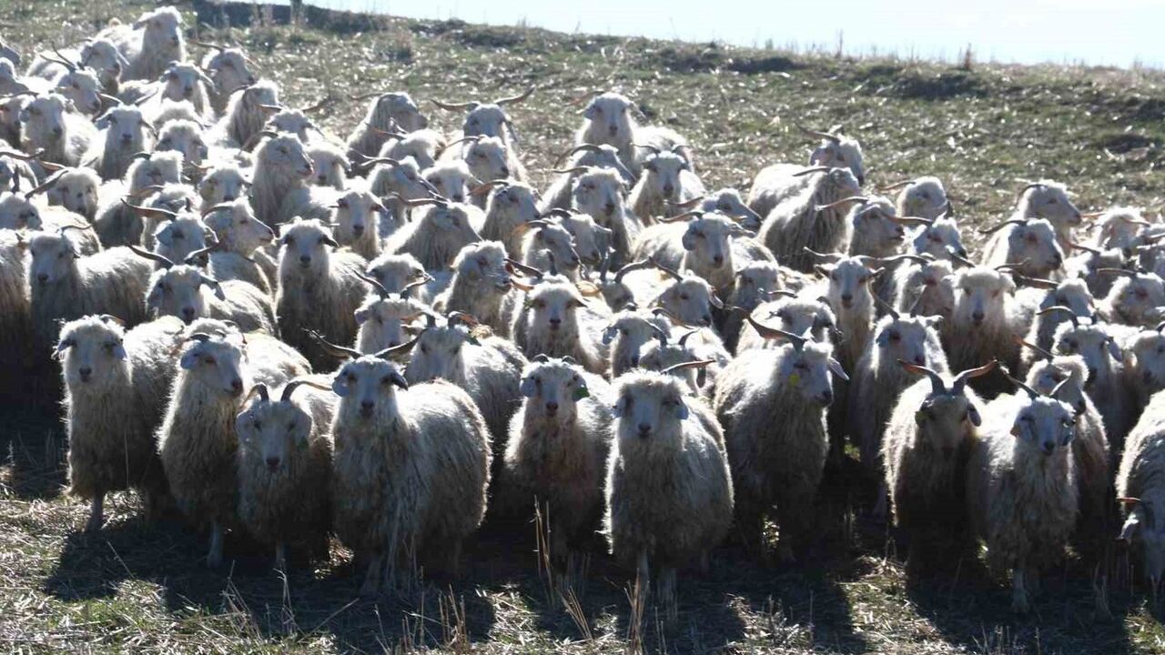 Ayaş’ta 3 Bin Tiftik Keçisi: Ankara Tiftiği Dünya Markası Olma Yolunda