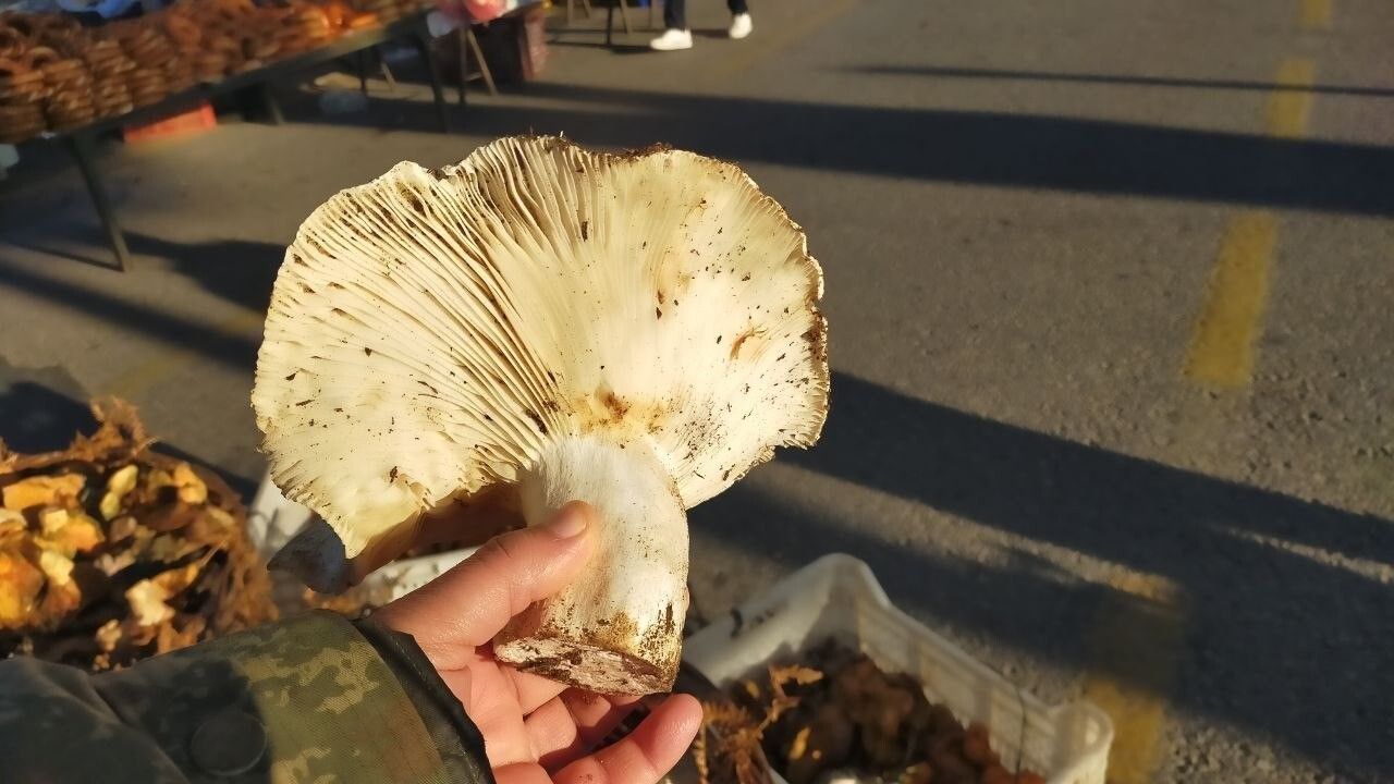 Aydın’da Paşa Yaylası’nın Dev Mantarları Pazarda İlgi Odağı