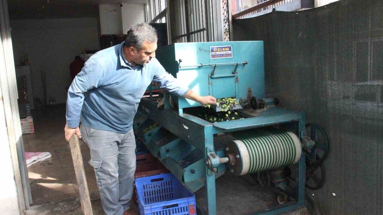 Aydın'da zeytin hasadı: Boy ve kalite fiyatı belirliyor