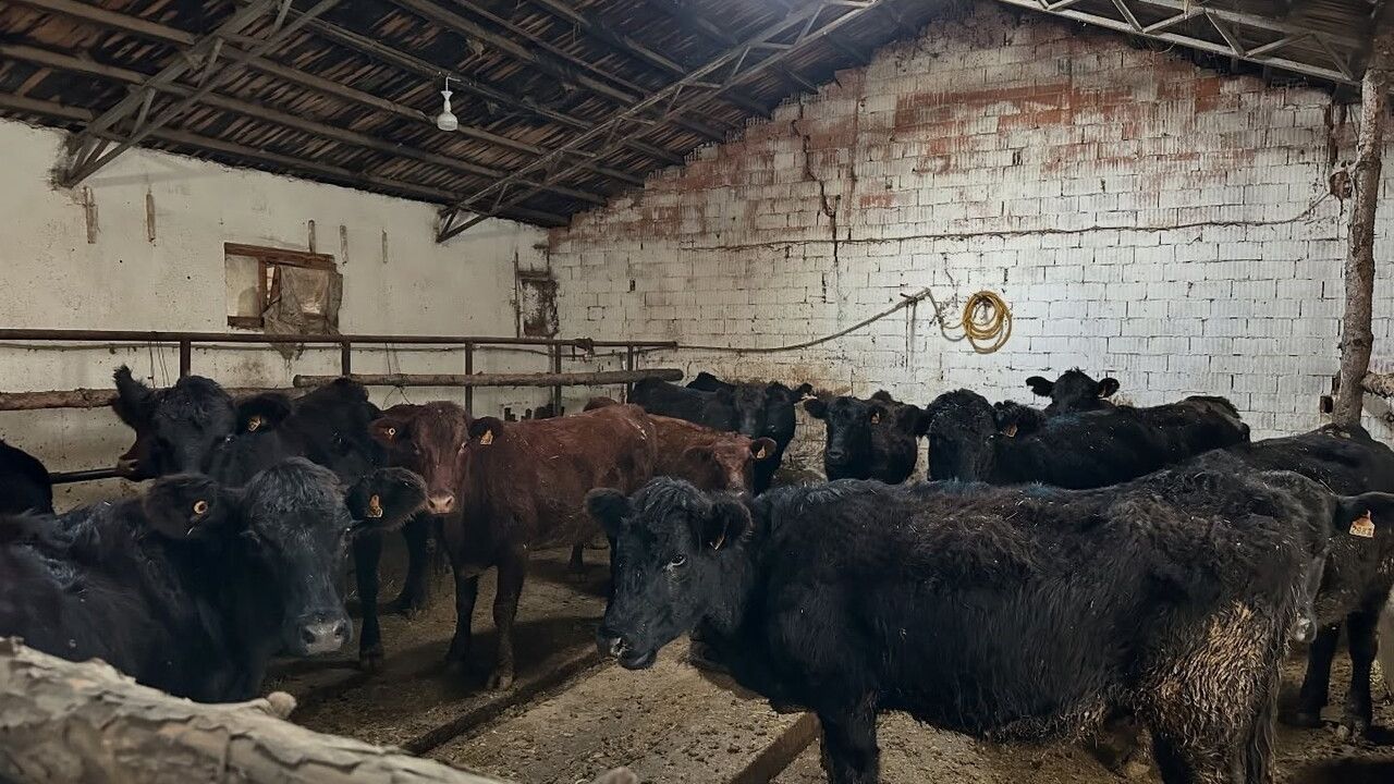 Aydıntepe'de 'Kırsalda Bereket' Projesinde İlk Hayvan Teslimatı