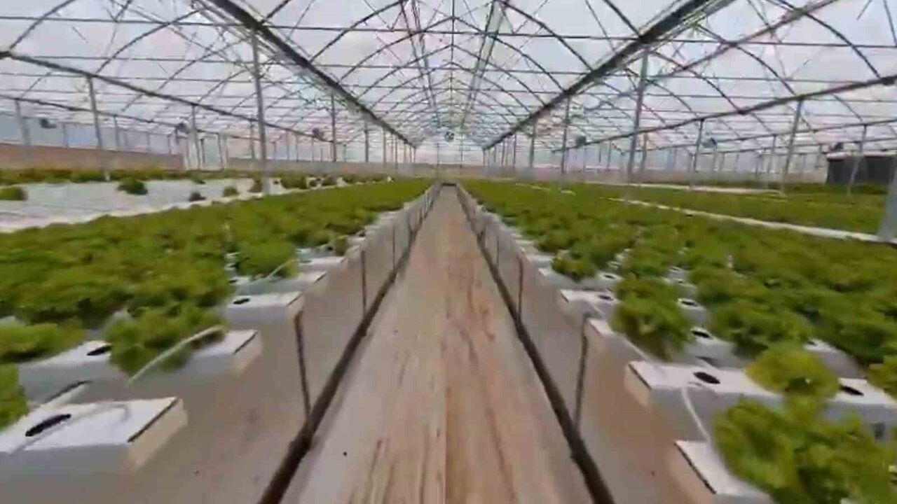 Bafra Sera OSB: Modern Seralarla bin 500 Kişilik İstihdam Hedefi