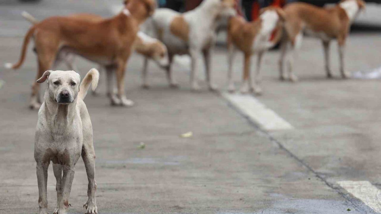 Bağdat’ta 2025’te 19 Binden Fazla Başıboş Köpek İtlaf Edildi