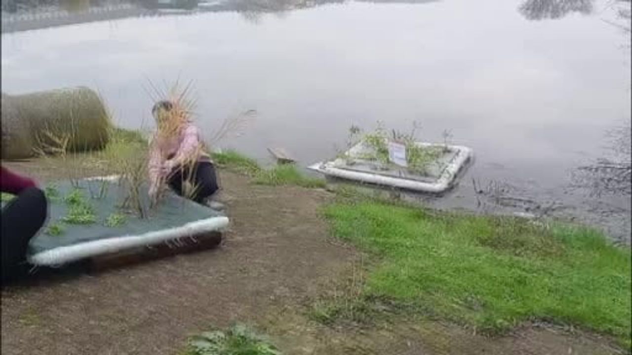 Balıkesir'de Yüzen Bitki Adacıklarıyla Su Arıtma Projesi