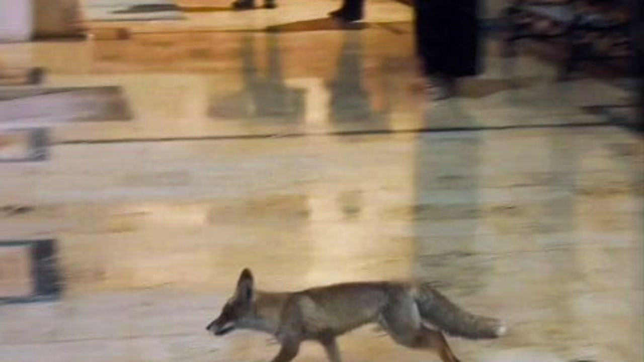 Balıklıgöl'de Tilki Sürprizi