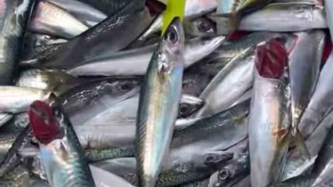 Bandırma Balık Hali'nde Denetim: Tezgahtaki "Uskumru" Gerçekte "Kolyoz" Çıktı