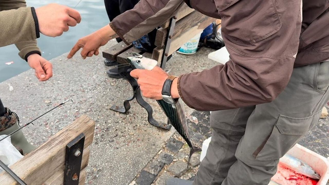 Bandırma L İskele'de Palamut Bereketi