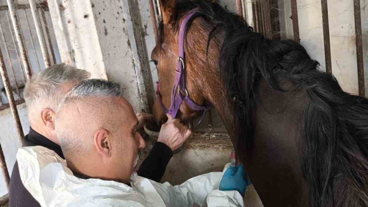 Bartın'da Milyonluk Safkan 'Weeping Tree' Sağlık Taramasından Geçti