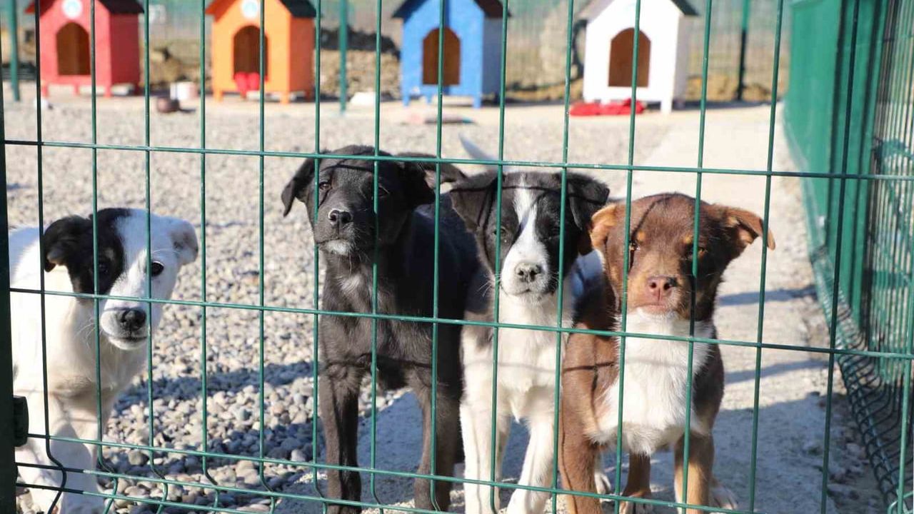 BARÜ'de Kampüs Hayvanları İçin 400 m² Hayvan Yaşam Merkezi