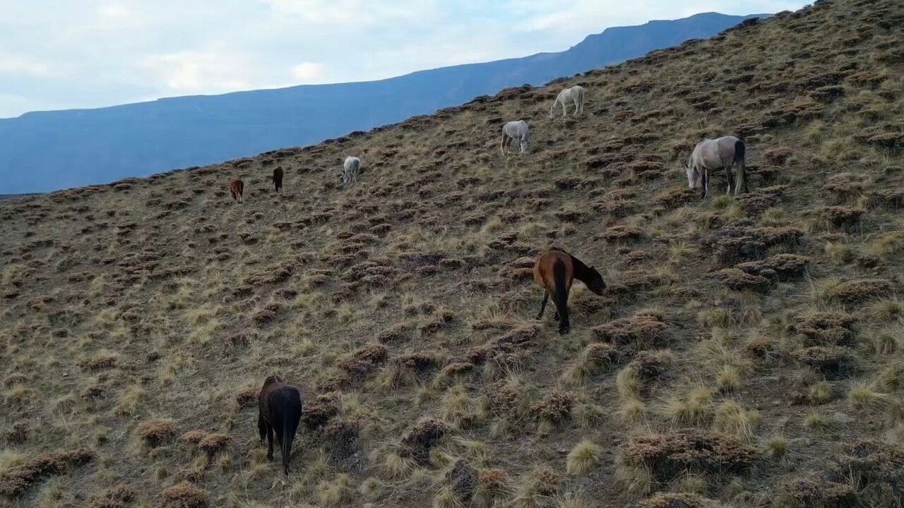 Başıboş At ve Eşekler Van'da Trafik ve Yaban Hayatını Tehdit Ediyor