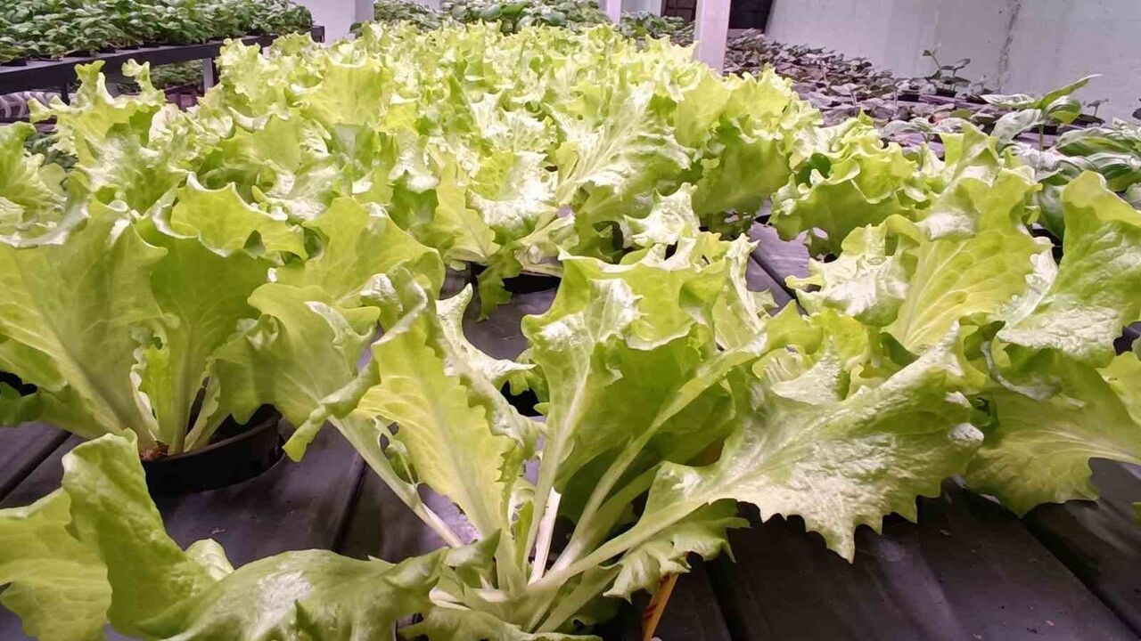 Batman'da 30 Milyon TL'lik Dikey Tarım Tesisi: Hidroponik Serada %95 Su Tasarrufu