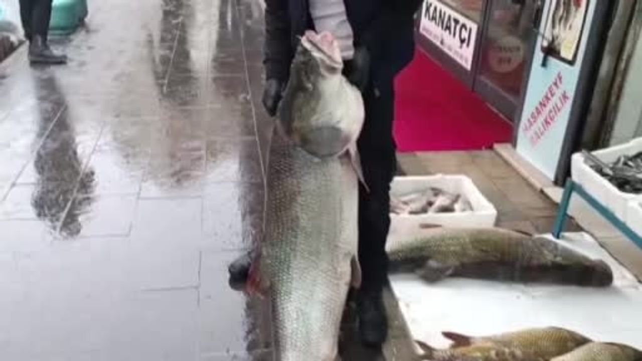 Batman'da 67 Kilogramlık Dev Turna Balığı Sergilendi