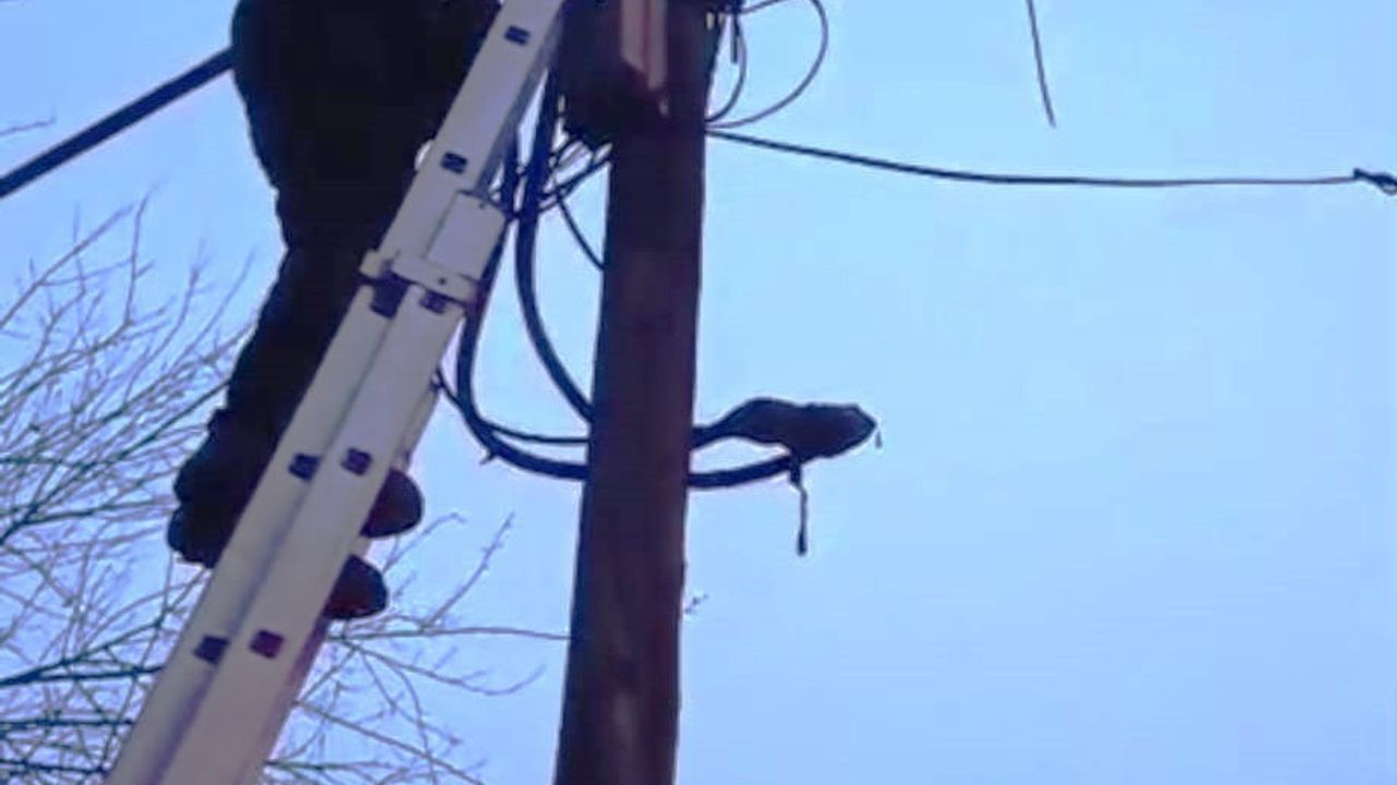 Batman'da Direkte Mahsur Kedi İtfaiye Tarafından Kurtarıldı