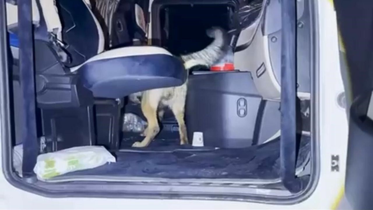 Batman'da 'şehit Alper Albayrak' operasyonu: 35 kilo 800 gram skunk, 2 kilo 100 gram esrar ele geçirildi