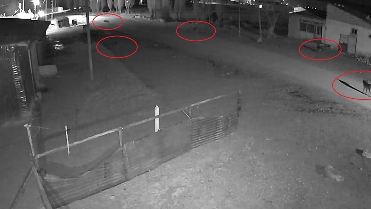 Bayburt Oruçbeyli'de 5 Kurdun Köpeği Tuzağa Çekme Anı Kamerada