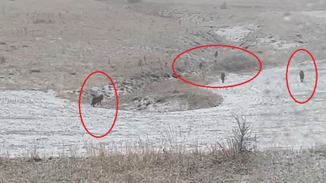 Bayburt'ta Kurt Sürüleri Köylere İndi — Adabaşı, Kavacık, Konursu