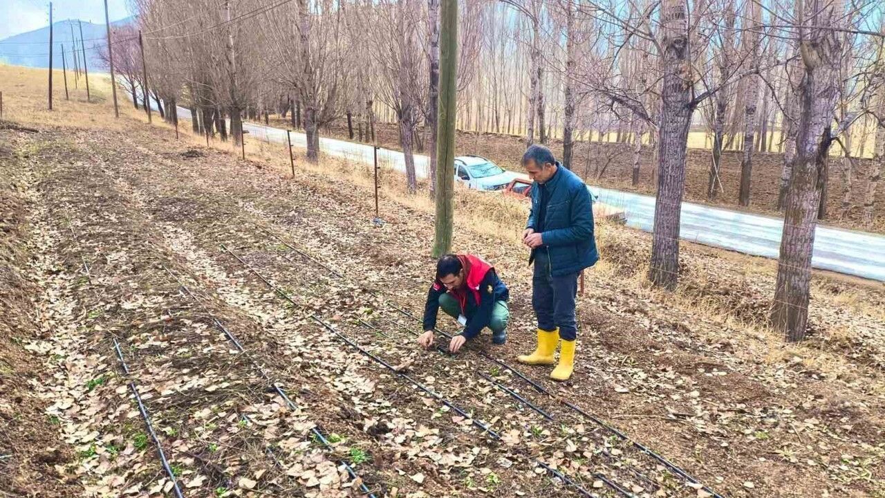 Bayburt'ta salep deneme ekimleri yerinde incelendi