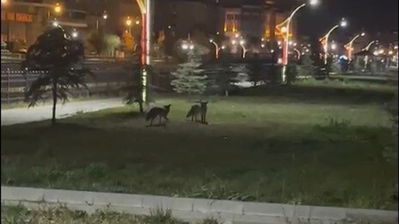 Bayburt'ta Şehir Merkezine İnen İki Tilki Gece Oyunuyla Kamerada
