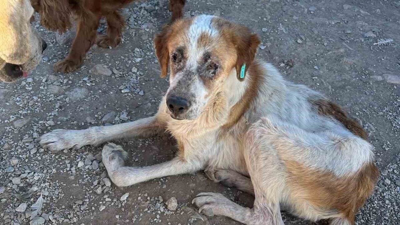 Bekilli'de Sahte Barınakta Dehşet: Köpekler Açlıktan Birbirini Yedi