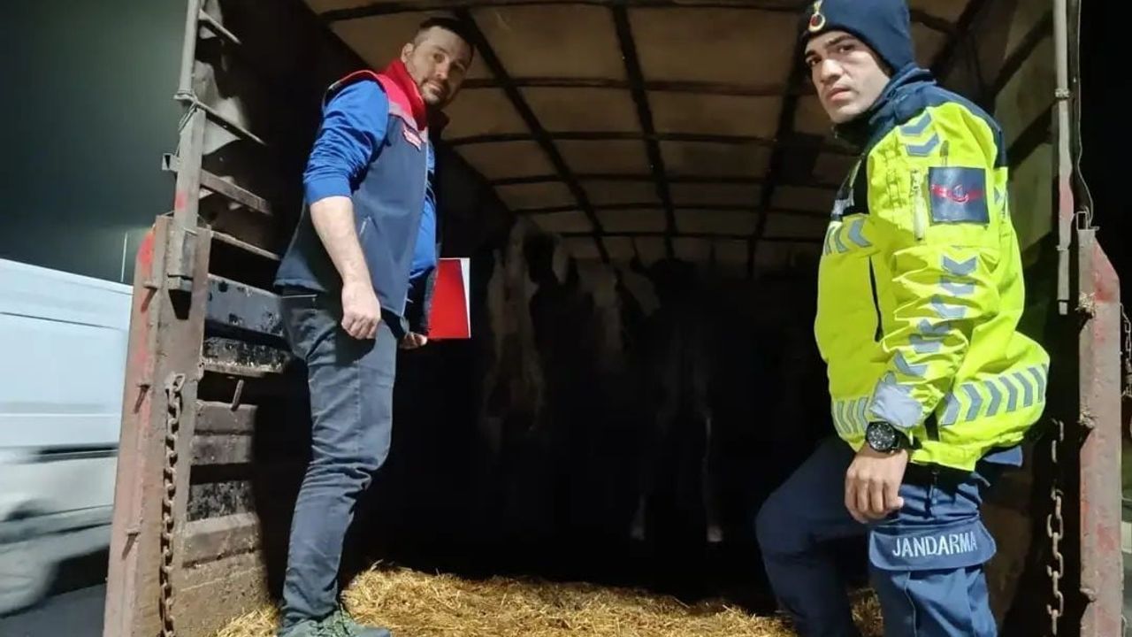 Belgesiz Hayvan Sevki: Malkara'da 102 bin ve 32 bin TL Ceza, Hayvanlar İade Edildi