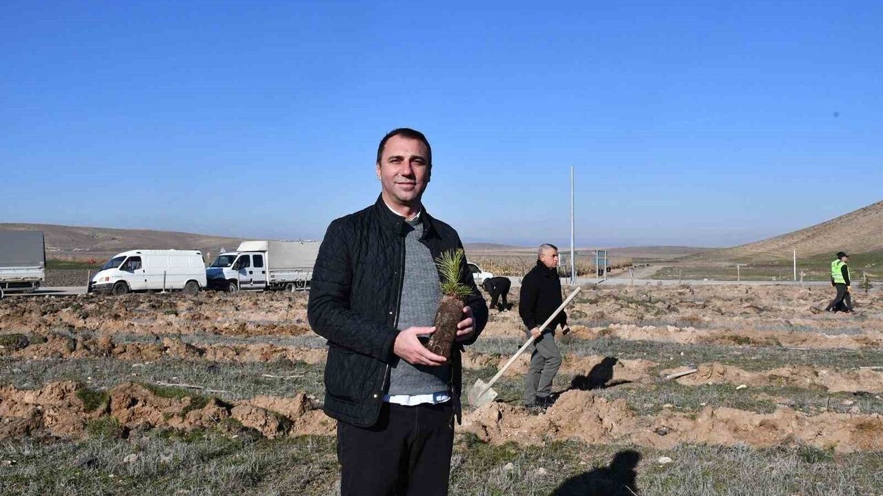 Beylikova'da bin adet karaçam fidanı toprakla buluştu