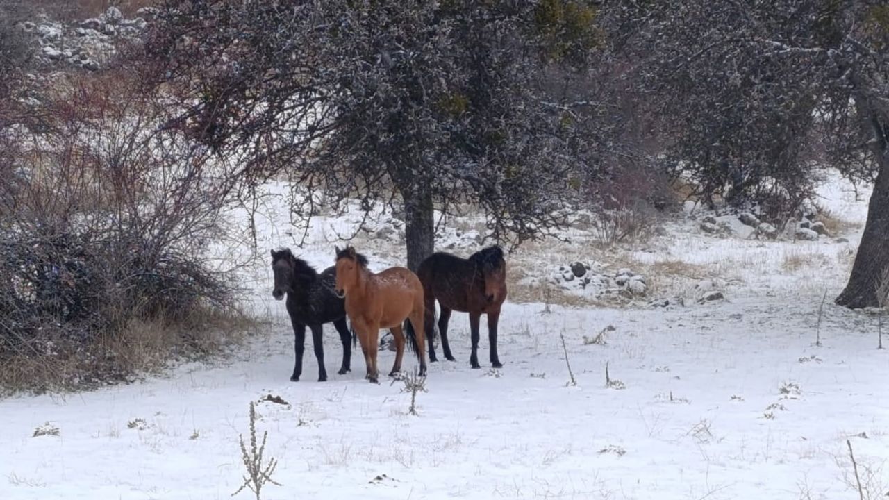 Beypazarı’nda Karla Kaplı Yılkı Atları Kartpostallık Görüntüler Oluşturdu