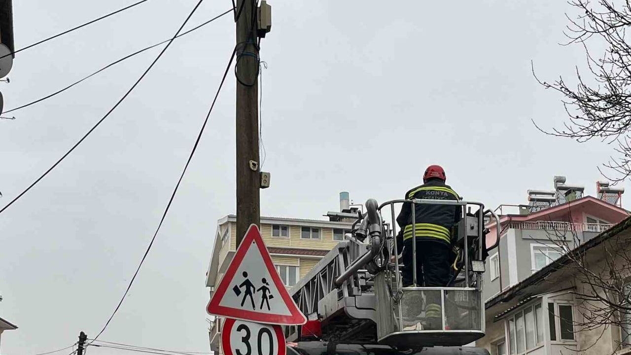 Beyşehir'de itfaiye telefon direğindeki kediyi kurtardı