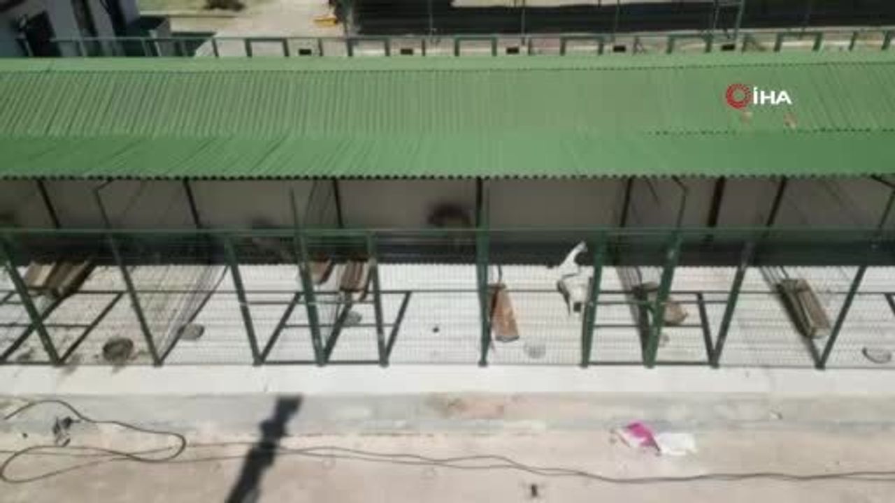 Bilecik'te Ayağı Parçalı Kırılan Köpek 2 Saatlik Ameliyatla İyileşti