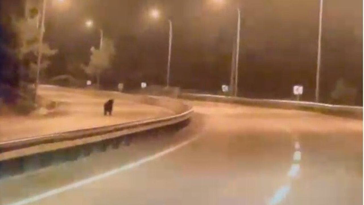 Bilecik'te Ayı Ana Yola İndi: Araç ve Cep Telefonu Kamerasında