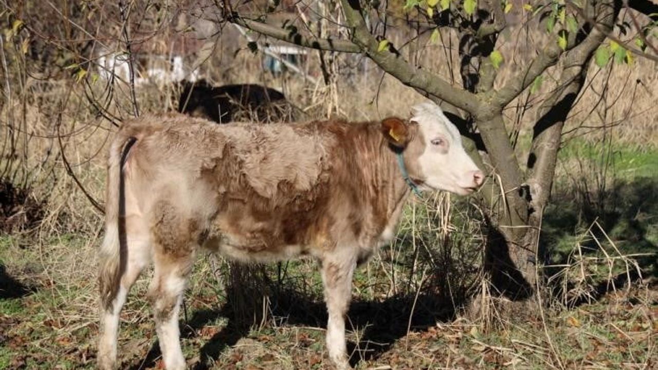 Bilecik'te 'Kırsalda Bereket Var' ile Türkmen Köyü'ne 15 Büyükbaş Desteği