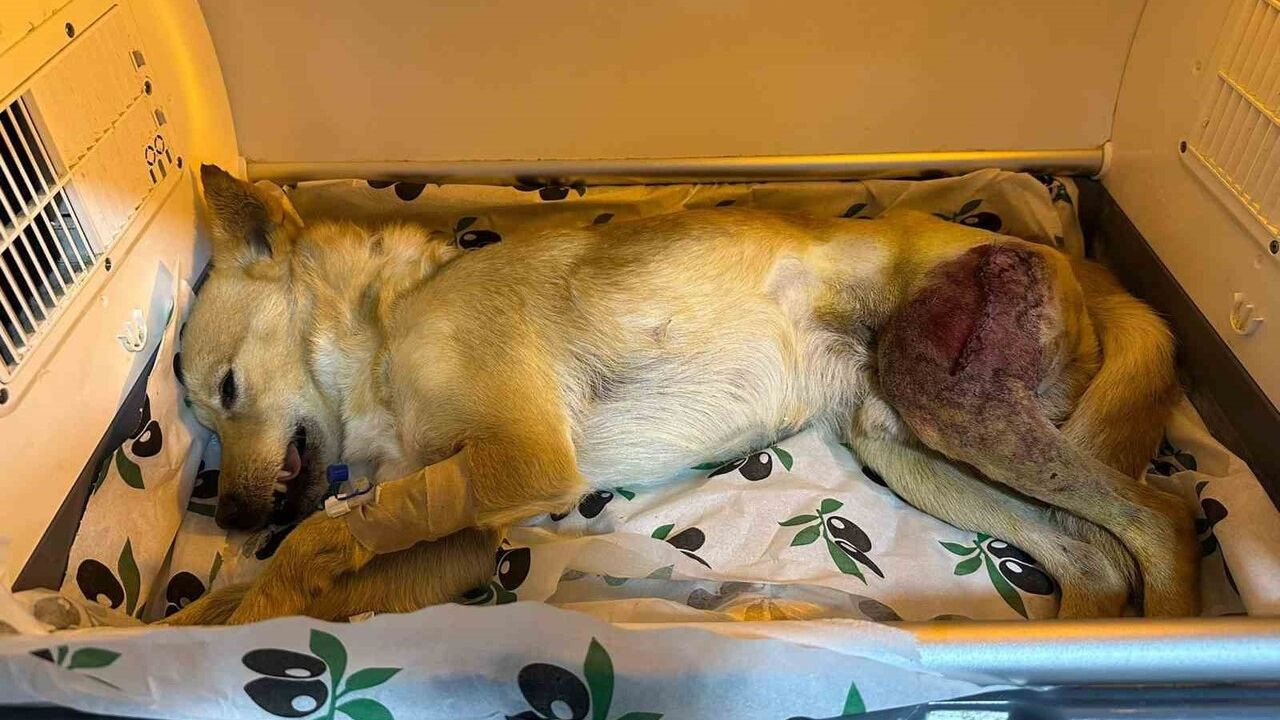 Bilecik’te parçalı kırık köpek 2 saatlik ameliyatla iyileşti