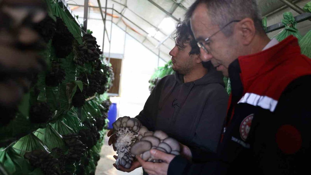 Bilecik'te Yüzde 100 Hibe ile İstiridye Mantar Serası Üretime Başladı