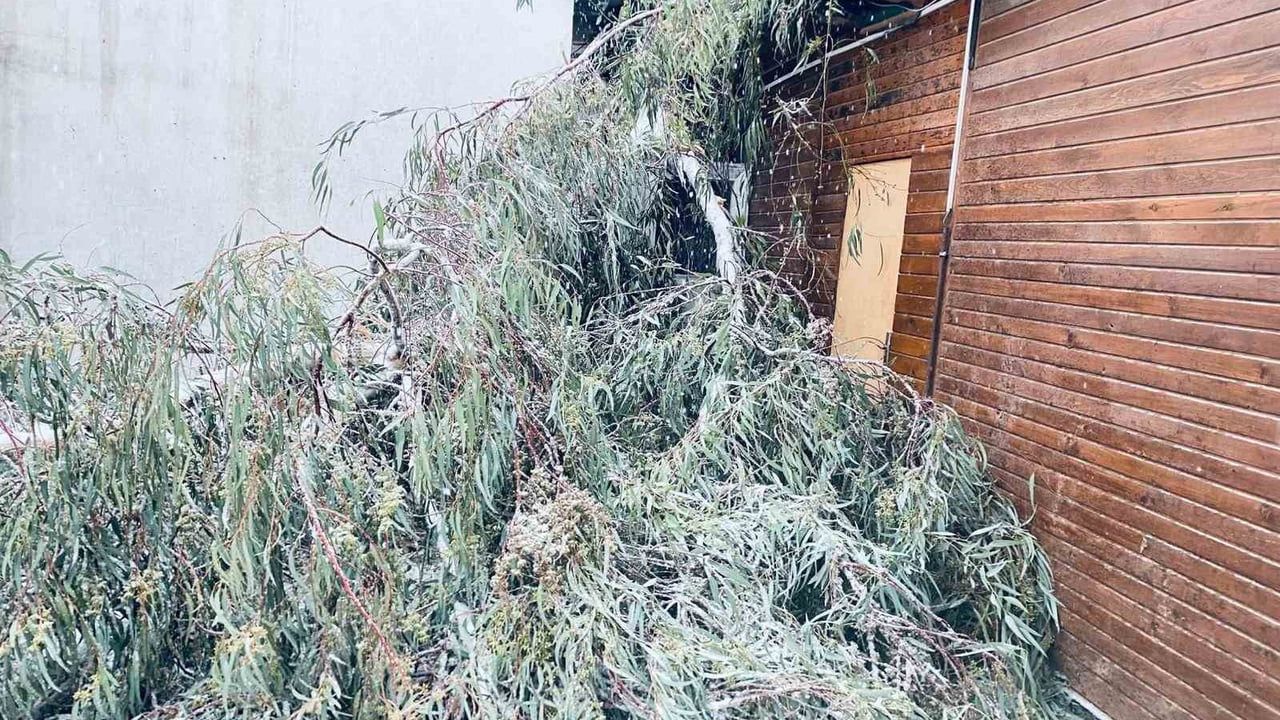 Birecik'te Kar Nedeniyle Ağaç Dalları Araçlara Düştü