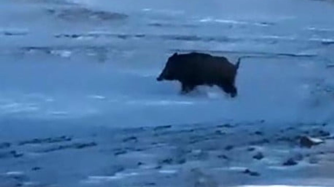 Bitlis Ahlat’ta Kırklar Mahallesi Yakınında İri Domuz Görüldü