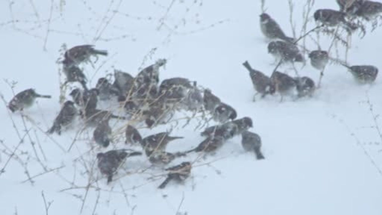 Bitlis’te Yoğun Kar Kuşları Yerleşimlere İndirdi