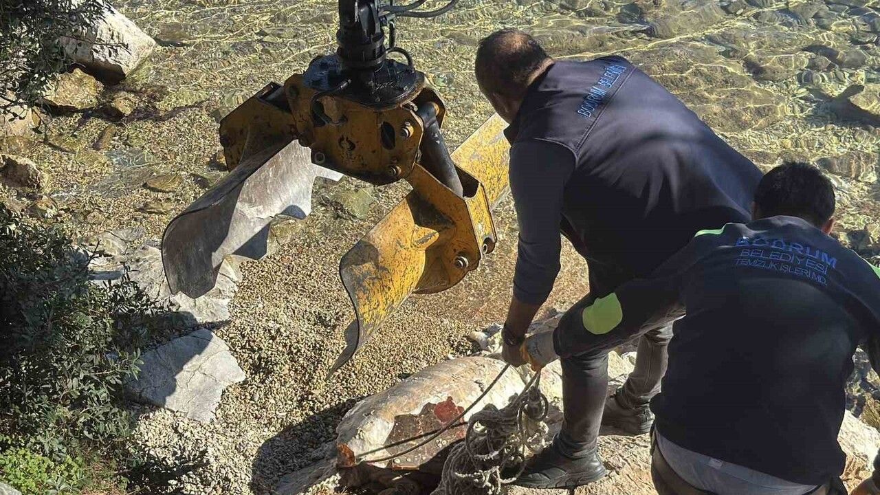 Bodrum Torba'da Caretta Caretta Sahile Vurdu, Vinçle Kaldırıldı