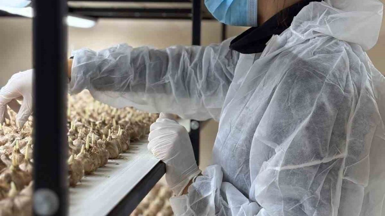 Bolu'da 50 m²'de Uzay Tarımıyla Safran Üreten Eski Mali Müşavir: Gramı 600 TL