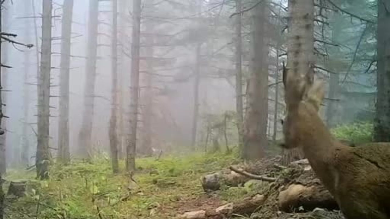 Bolu’da Fotokapanlar: Kurt, Geyik, Ayı ve Karaca Görüntülendi