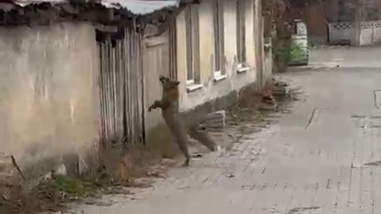 Bolu'da Köpek Sesleriyle Panikleyen Tilki Vatandaş Kamerasında