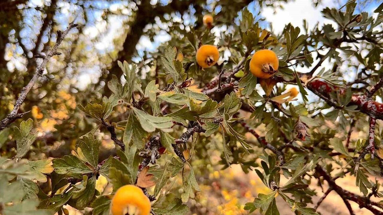 Bozdoğan'da Alıç Meyvesine İlgi: 75 Yaşındaki Nazmi Güner Topluyor