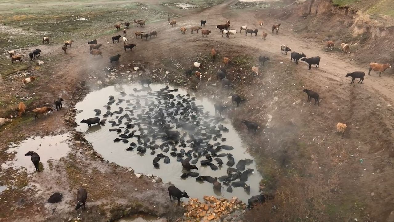 Budaklı'da mandaların kaplıca keyfi dronla görüntülendi