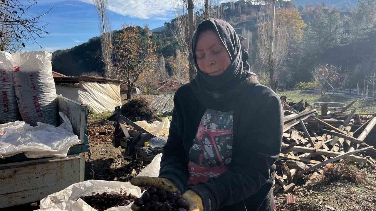 Buldan Alandız Kestanesi sofralara yolculuğa başladı