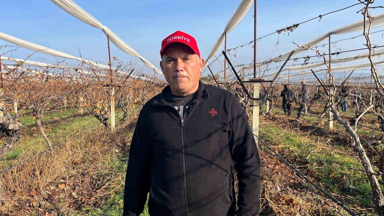 Buldan'da Tescilli Sultaniye ve Süperior Üzümler İçin Bağlarda Budama Başladı