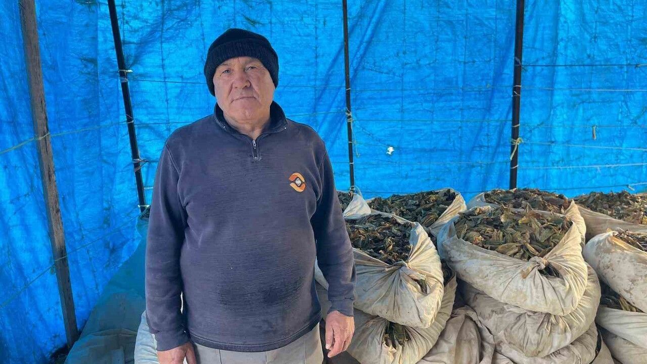 Buldan'da Türlübey tütünü hasadı tamamlandı: 583 üretici, 12.750 dekar