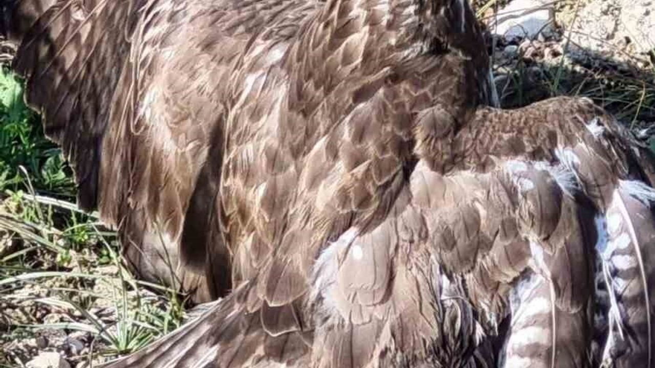 Buldan'da Yaralı Şahin Tedavi Altına Alındı