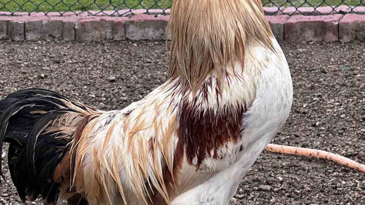 Buldan Gençlik Merkezi'nde Mini Hayvanat Bahçesi Kuruldu